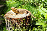 Bearded Dragon