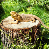 Bearded Dragon