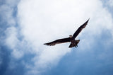 Seagull