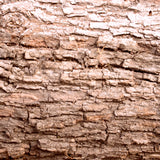 Tree Bark Texture